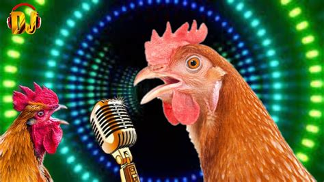 do chickens dance to music